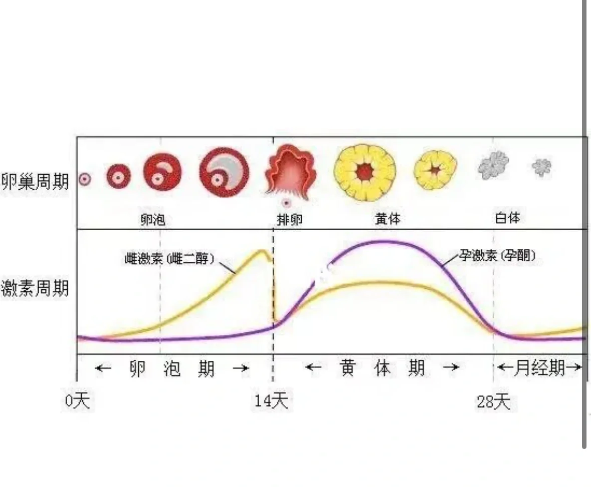 <b>解析月经周期：卵泡期、排卵期、黄体期的生理过程与辅助生殖助孕</b>